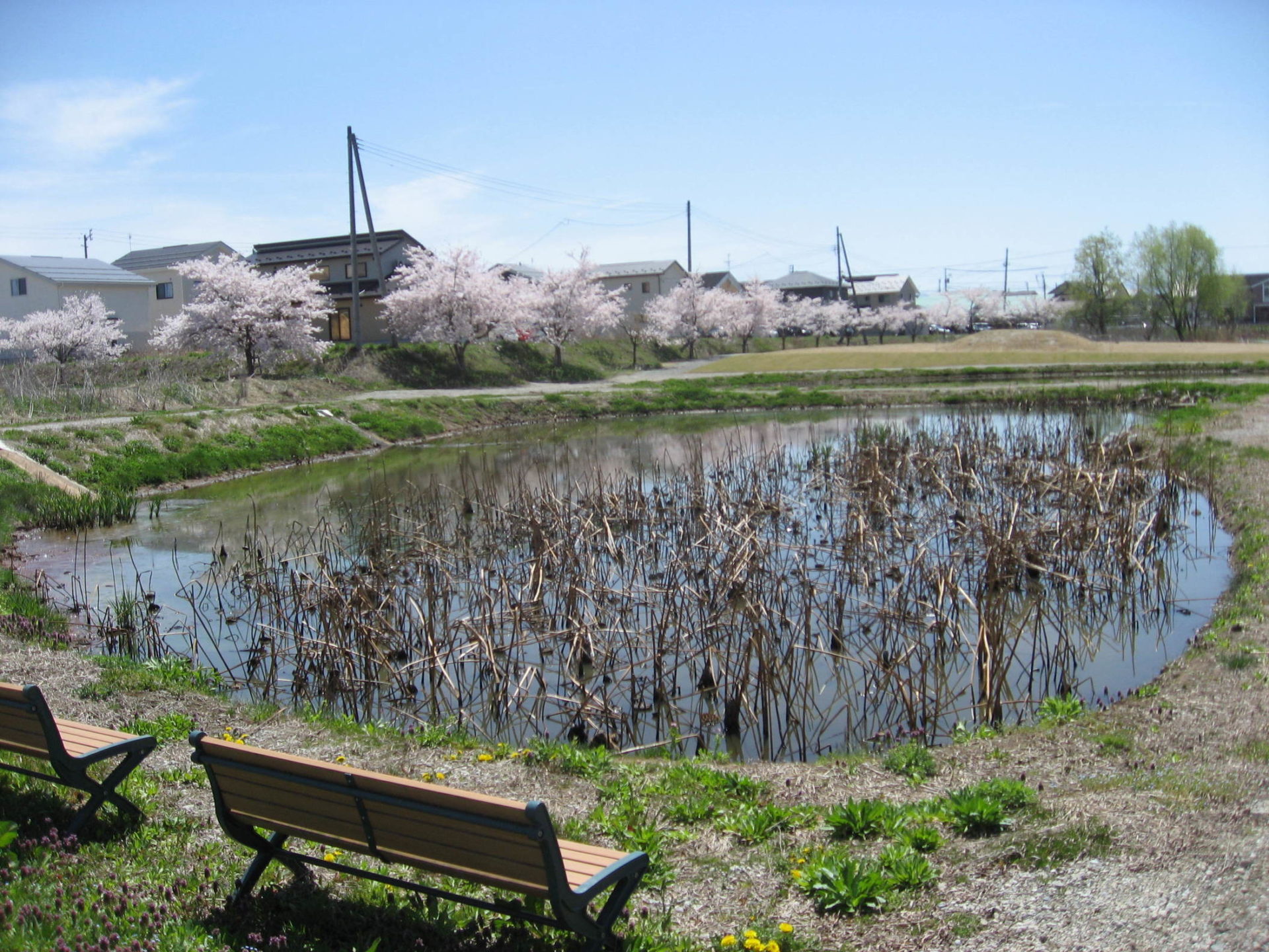 喜多方市塩川町の御殿場公園の桜 金鯰物語<塩川なまずの里の会> 喜多方市塩川町の御殿場公園の桜 金鯰物語<塩川なまずの里の会>